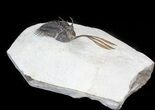 Trident Walliserops Trilobite - Excellent Preparation #44500-4